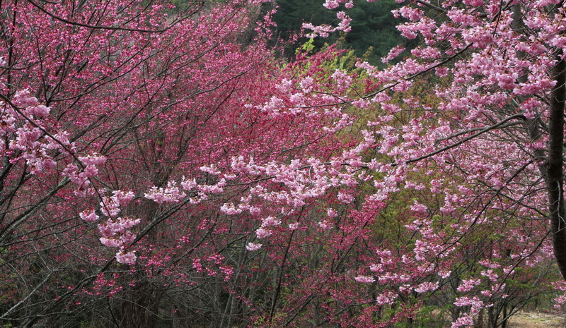 http://i.dcview.tw/gallery/201102/0cb008b629d5322b64b7033cb58889e0.jpg