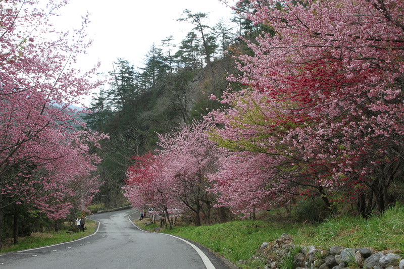 http://i.dcview.tw/gallery/201102/0cb7331f19a7d10fbb00bdebc545f795.jpg