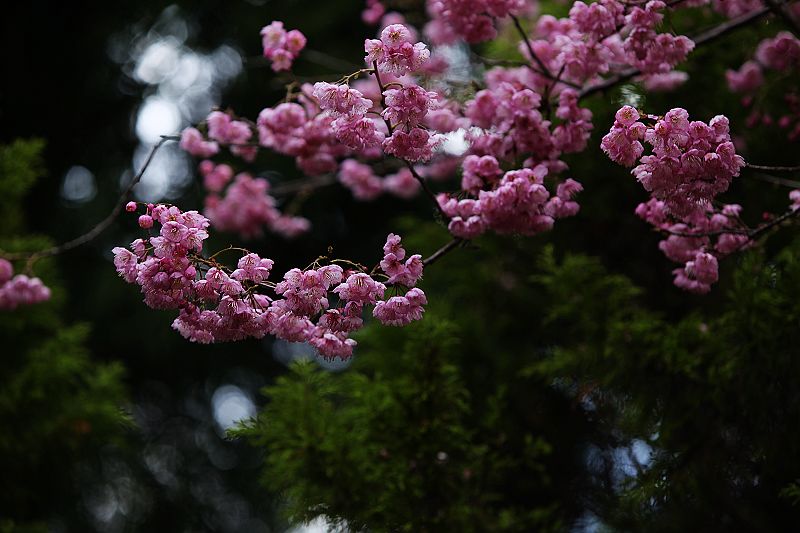http://i.dcview.tw/gallery/201102/1405e34705727ab0f43202b97dff7590.jpg
