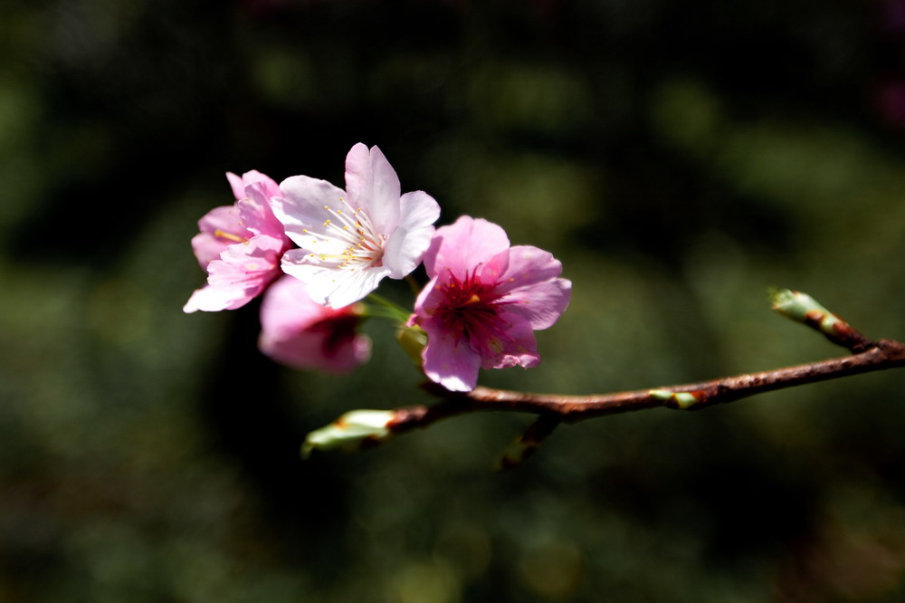 http://i.dcview.tw/gallery/201102/1c814ef465f8d6203d7b37b0d29bbc1f.jpg