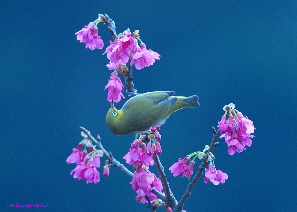 http://i.dcview.tw/gallery/201102/236fbbbd6f75b3b368b071da92f7226b.jpg