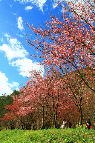 http://i.dcview.tw/gallery/201102/26bc6031a7e5259dbe9fef349a6a6325.jpg
