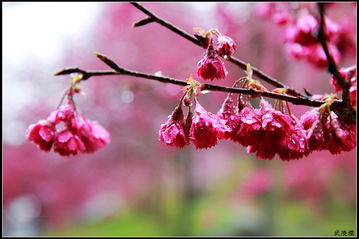 http://i.dcview.tw/gallery/201102/2749d7919bd9f9aad89ca455f846d0be.jpg