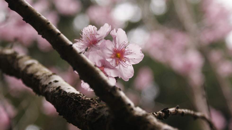 http://i.dcview.tw/gallery/201102/27bb99893980762ba71c2ed3530b25e6.jpg