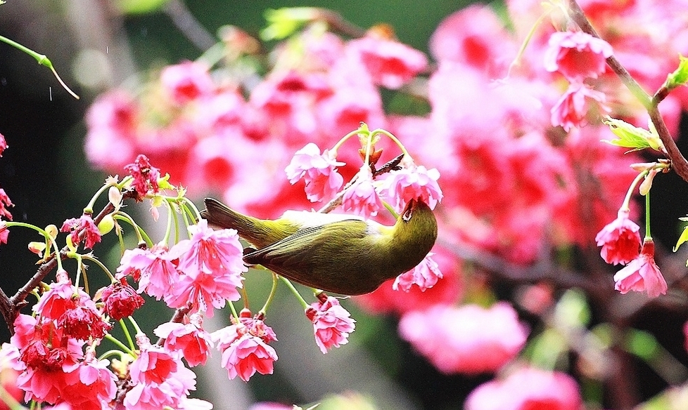 http://i.dcview.tw/gallery/201102/2d508425af6fa313c1ef0229728a13d4.jpg
