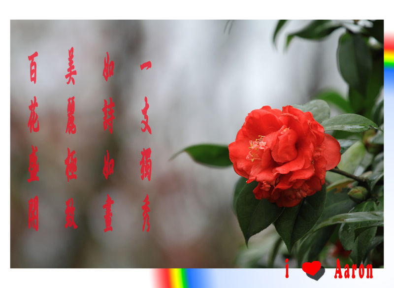 http://i.dcview.tw/gallery/201102/374611791390a185057bf7dcb44701a7.jpg