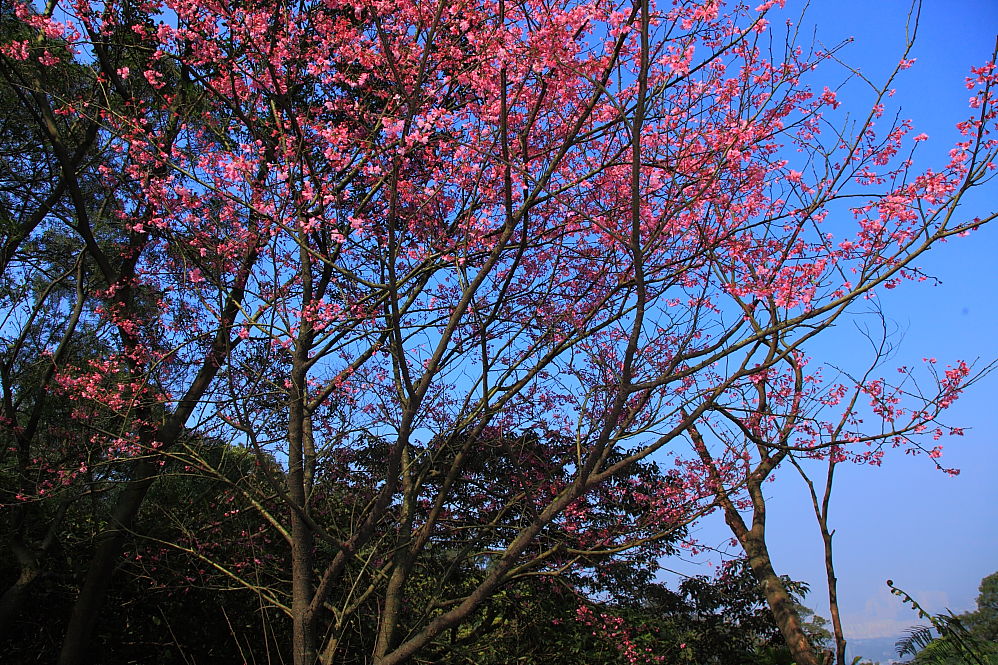 http://i.dcview.tw/gallery/201102/4a1af8f97aa766d0767614e20b401181.jpg