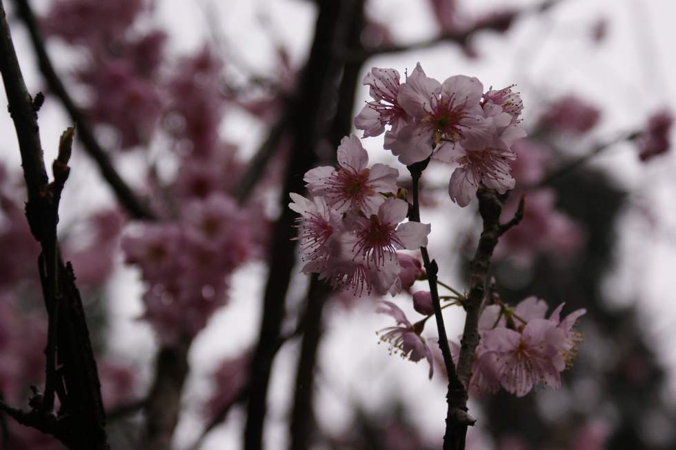 http://i.dcview.tw/gallery/201102/4f34aa0226555ccaee0fa2a4382e82ff.jpg