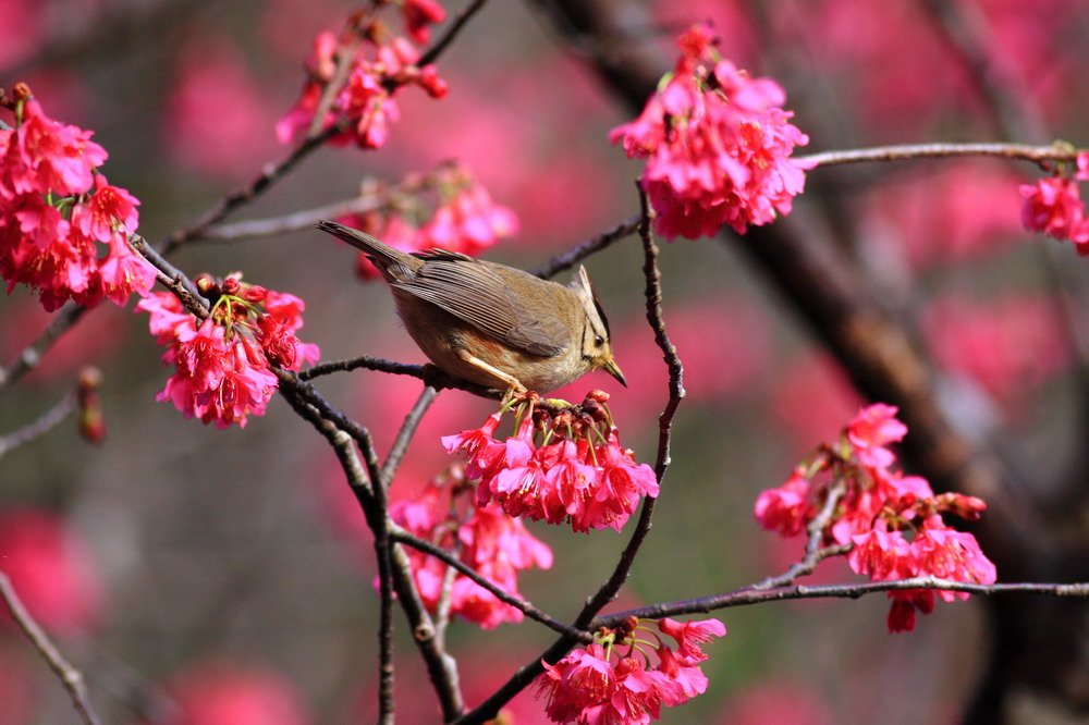 http://i.dcview.tw/gallery/201102/508fa0491ffb1b1cc3f55cd4c15bfb00.jpg
