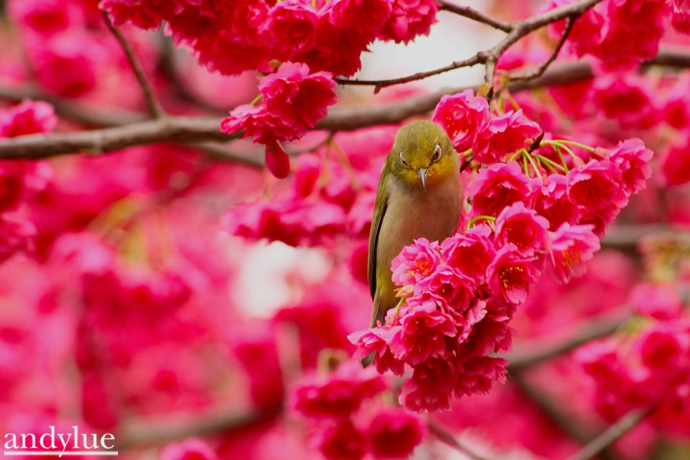http://i.dcview.tw/gallery/201102/538f9886c5320a496ee0cb4b031aea9a.jpg