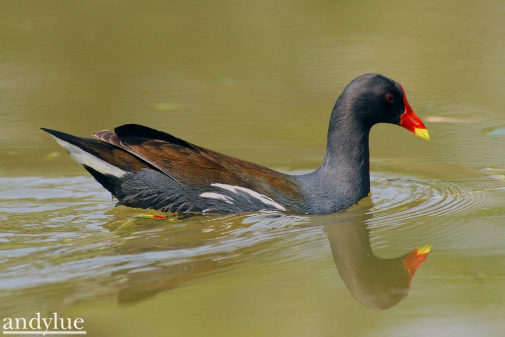 http://i.dcview.tw/gallery/201102/573969ebe1fc0ae7a7650f7c27aefda2.jpg