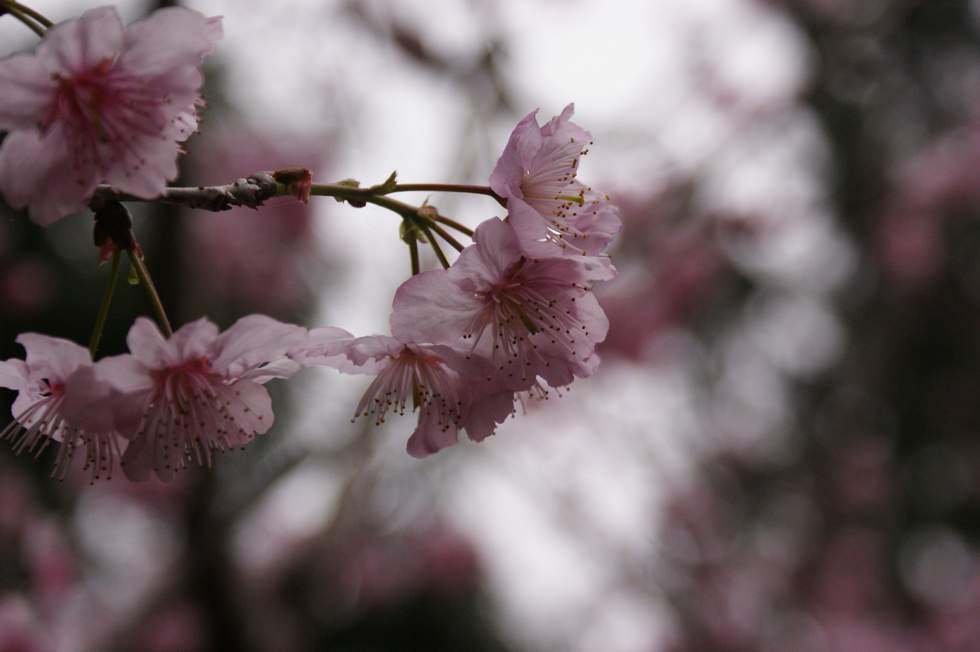http://i.dcview.tw/gallery/201102/583f96b16edd476cb2346e81449f6d99.jpg