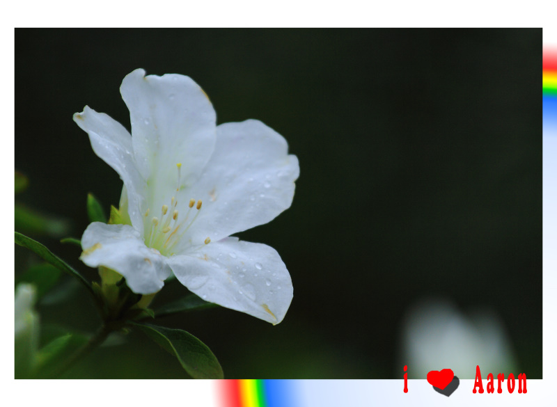 http://i.dcview.tw/gallery/201102/6496ea2cc3a46e671c5f91685067bbd7.jpg