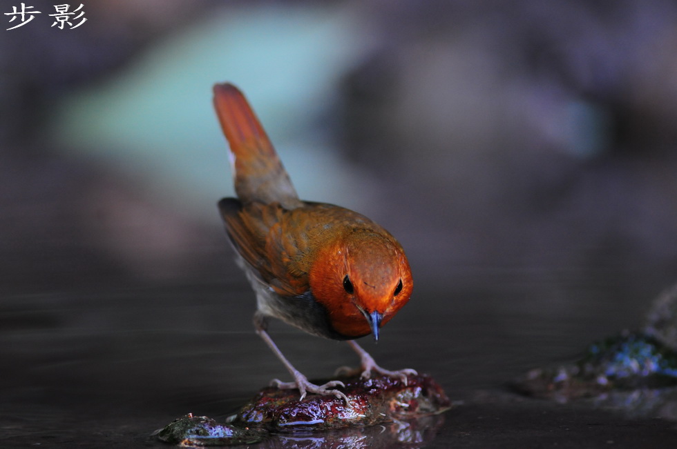 http://i.dcview.tw/gallery/201102/69727f6421ed65d793f4d3940d64ffd8.jpg
