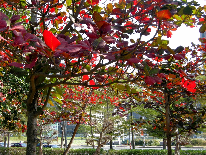 http://i.dcview.tw/gallery/201102/7301d7d4785cd76d814cf4a1bbe12fc4.jpg