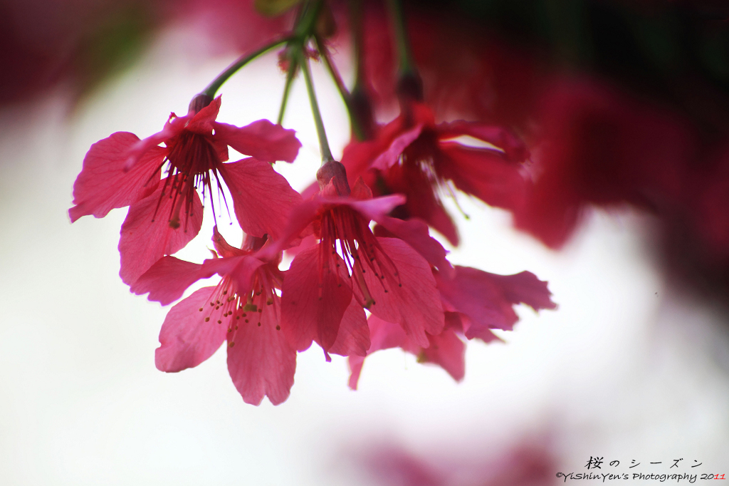 http://i.dcview.tw/gallery/201102/7c32bcb647e3fbee976d5d9fcf989eca.jpg