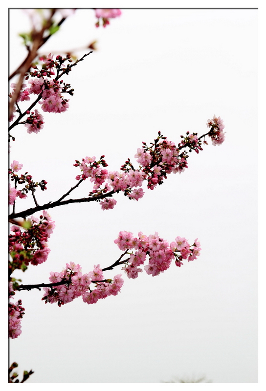 http://i.dcview.tw/gallery/201102/800d4102acefbfb351a3fad6d4355d7a.jpg
