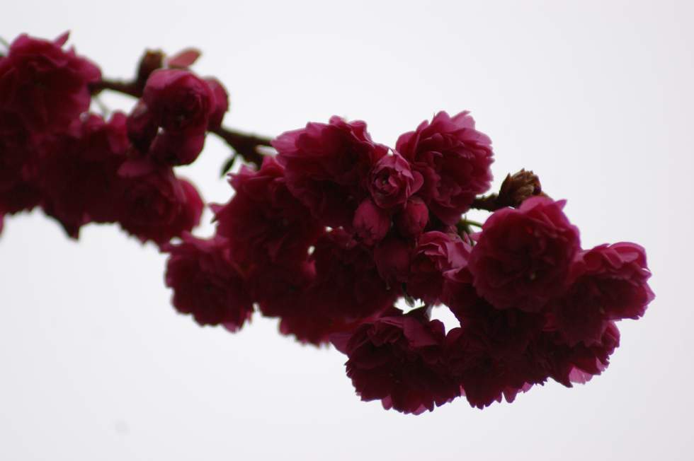 http://i.dcview.tw/gallery/201102/8098baa61bde60469dd99c17c03527d8.jpg