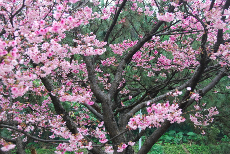 http://i.dcview.tw/gallery/201102/8135f47287c93fb406107441d8968e55.jpg