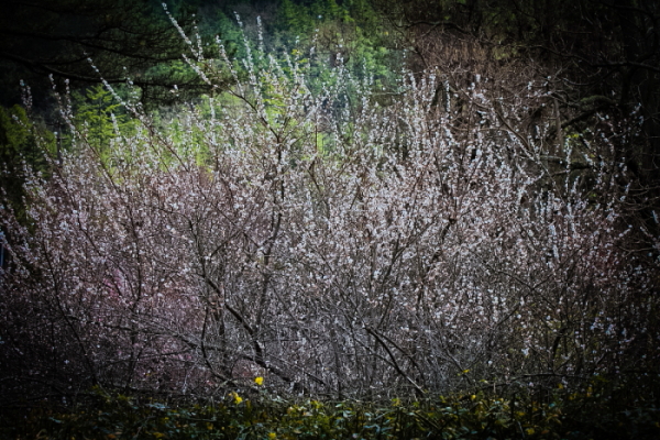 http://i.dcview.tw/gallery/201102/81e51f14716ab39ebad6d83efe1ca5f0.jpg