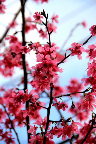 http://i.dcview.tw/gallery/201102/893e69786e621b83c4b7a3d42a2e4dce.jpg