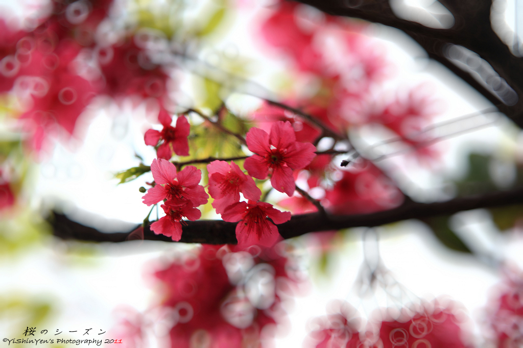 http://i.dcview.tw/gallery/201102/95bfd83c156870409f4cbcc2ce635039.jpg