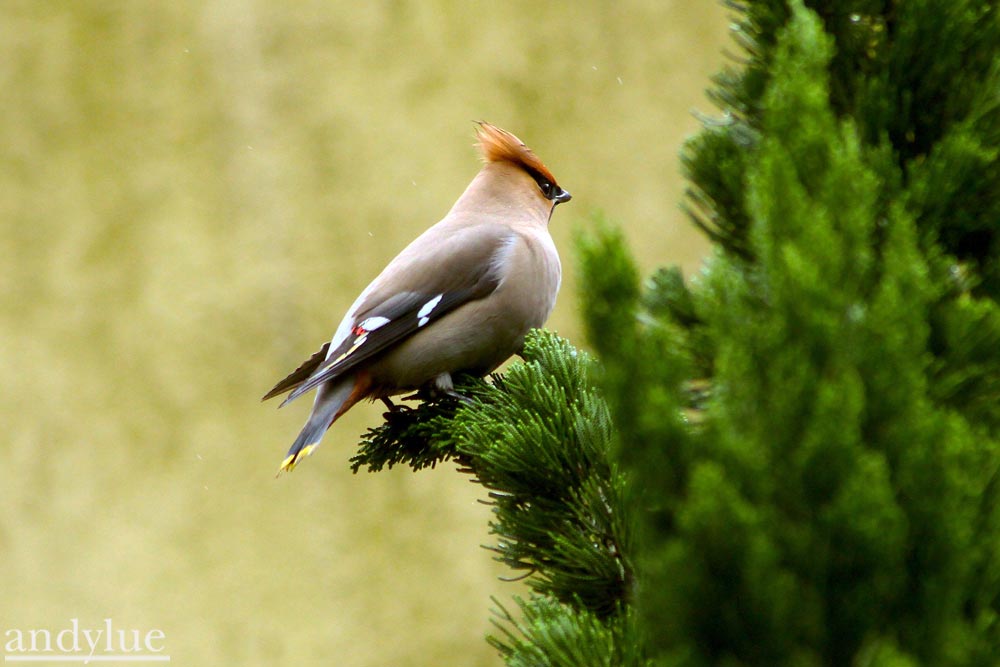 http://i.dcview.tw/gallery/201102/9bc9a6c069dfb15120fbed1bad21dfd4.jpg