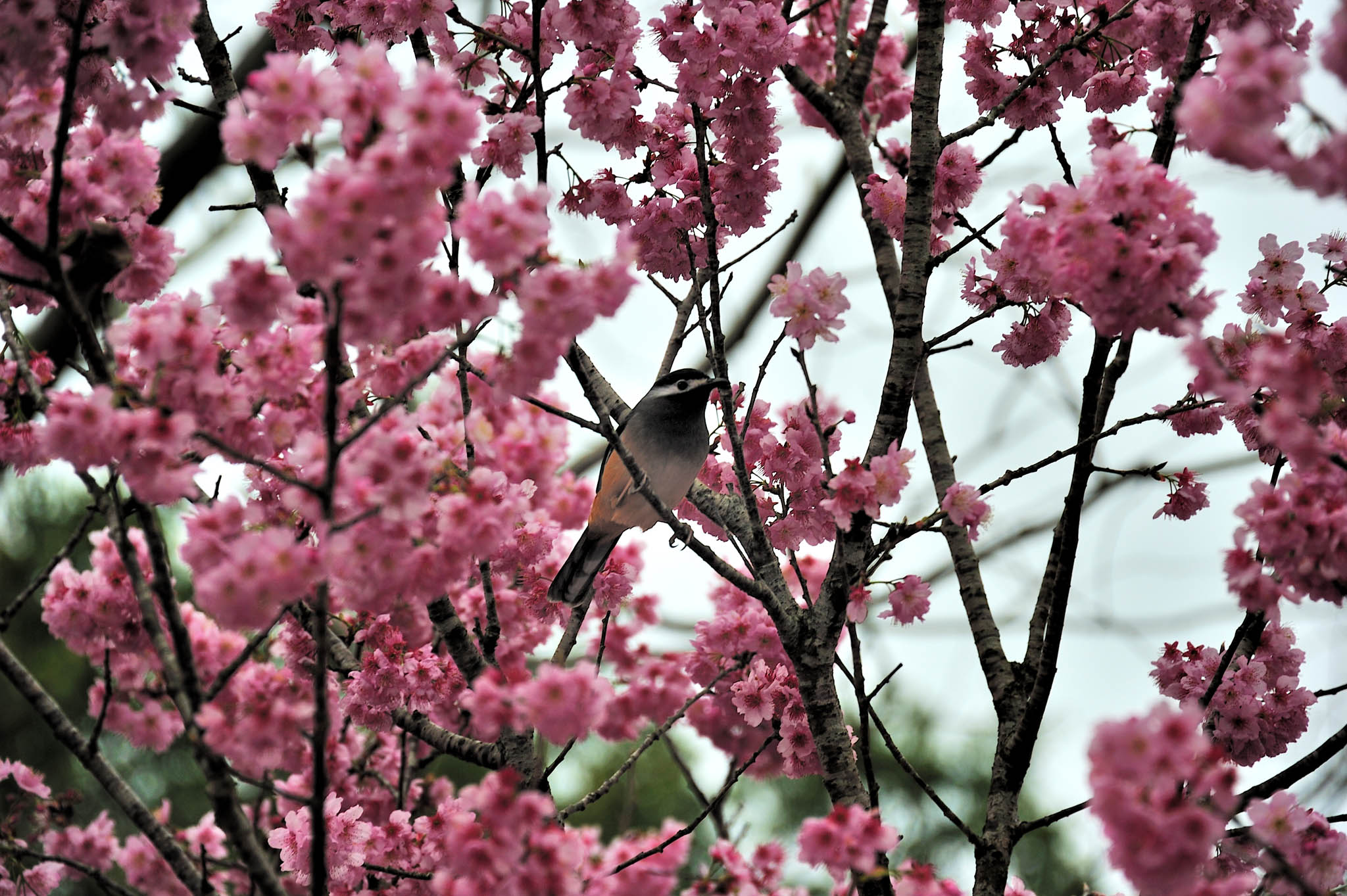 http://i.dcview.tw/gallery/201102/a3c5ae2b533a7d52a0ca273421338dc7.jpg