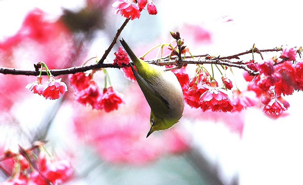 http://i.dcview.tw/gallery/201102/a4331941df77e174ecfbdc1ae0260f9c.jpg