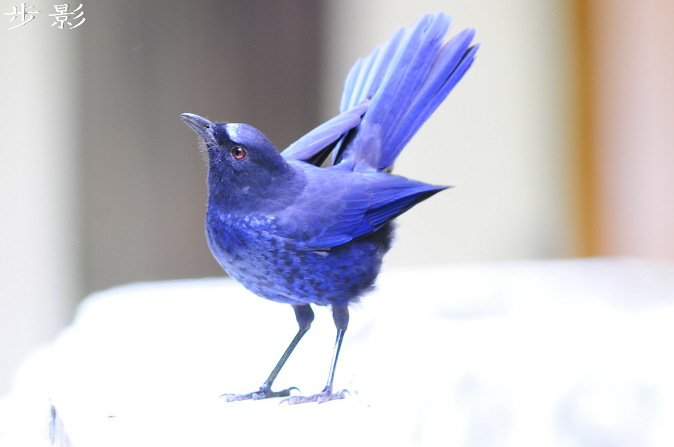 http://i.dcview.tw/gallery/201102/a4ad60573040c3583eb70b97d979e57a.jpg