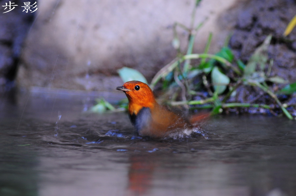 http://i.dcview.tw/gallery/201102/a8f540bbc1325e5c08ccb5825afc3a46.jpg
