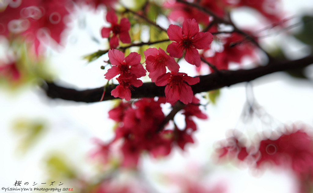 http://i.dcview.tw/gallery/201102/acfeaacb91a819b53515028b42f06cd3.jpg