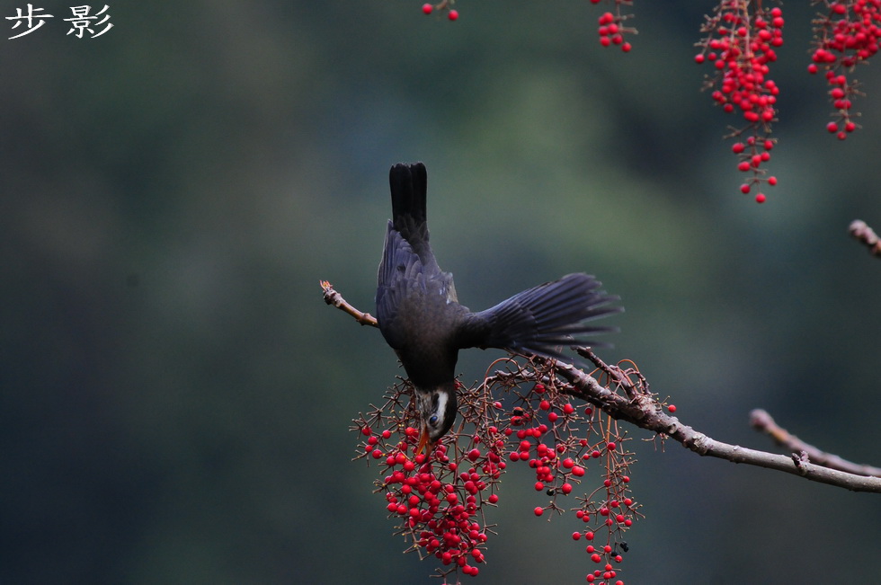 http://i.dcview.tw/gallery/201102/ad095a7d801bdada627aa78d700eca13.jpg
