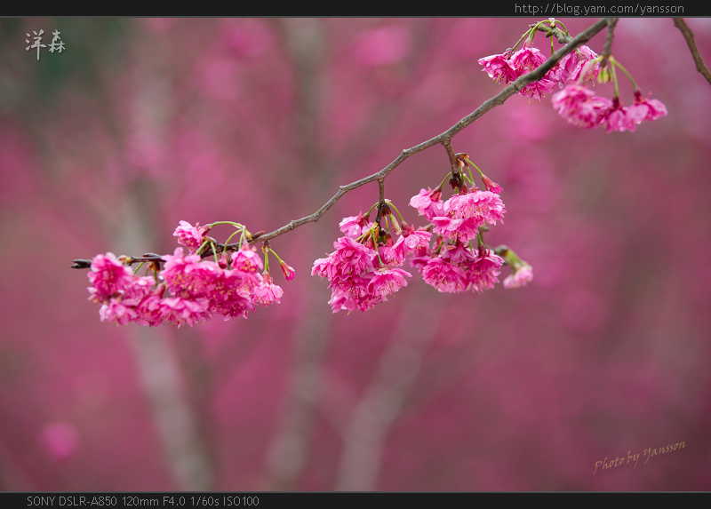 http://i.dcview.tw/gallery/201102/b5b66a38b388de8490e8e8066e6269c8.jpg