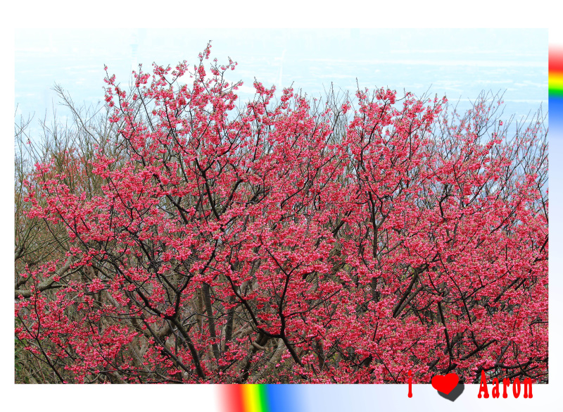 http://i.dcview.tw/gallery/201102/bef4d08a0ba72787559a6670c5039a33.jpg