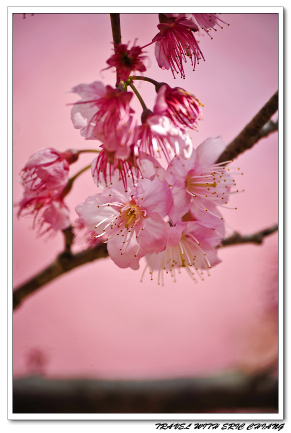 http://i.dcview.tw/gallery/201102/cc9221a8a7fadbfc23677b2b3d7933c8.jpg