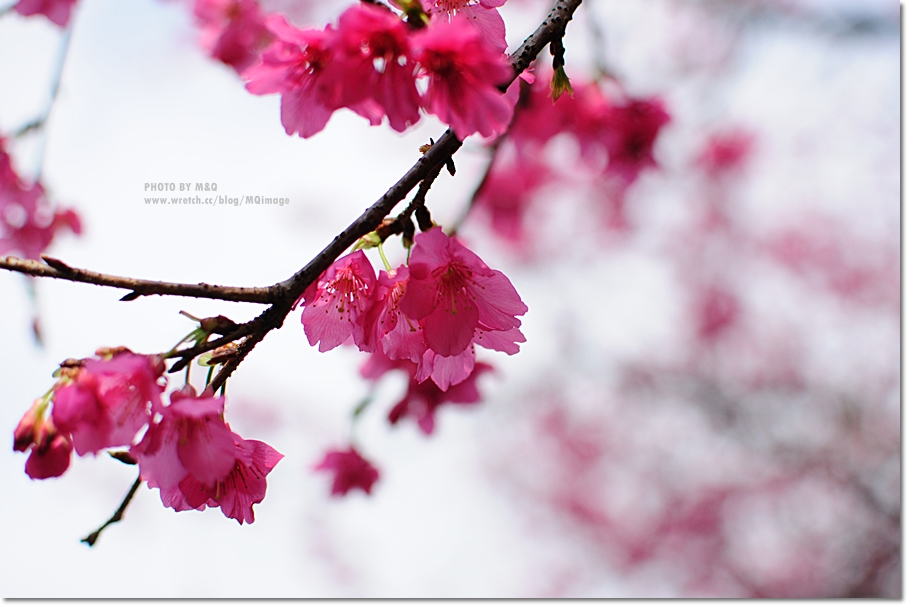 http://i.dcview.tw/gallery/201102/cf6a329dce375ae7a897fefc544ff380.jpg