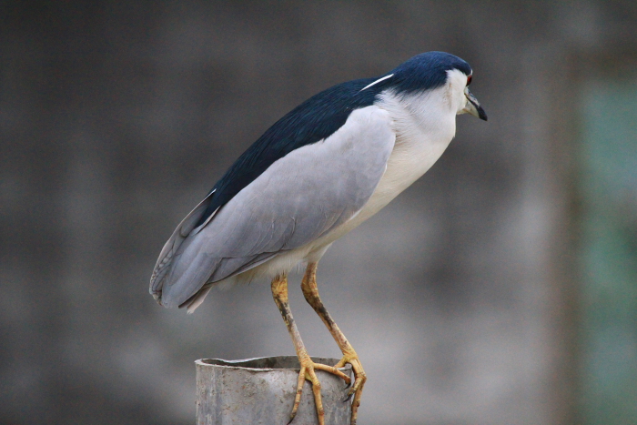http://i.dcview.tw/gallery/201102/d176b44db614432a317d7a446fa82834.jpg