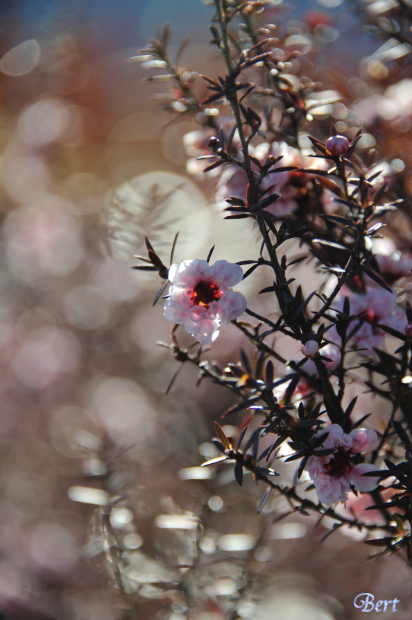 http://i.dcview.tw/gallery/201102/d3490f567c74fc6b9a7ad96842348f94.jpg
