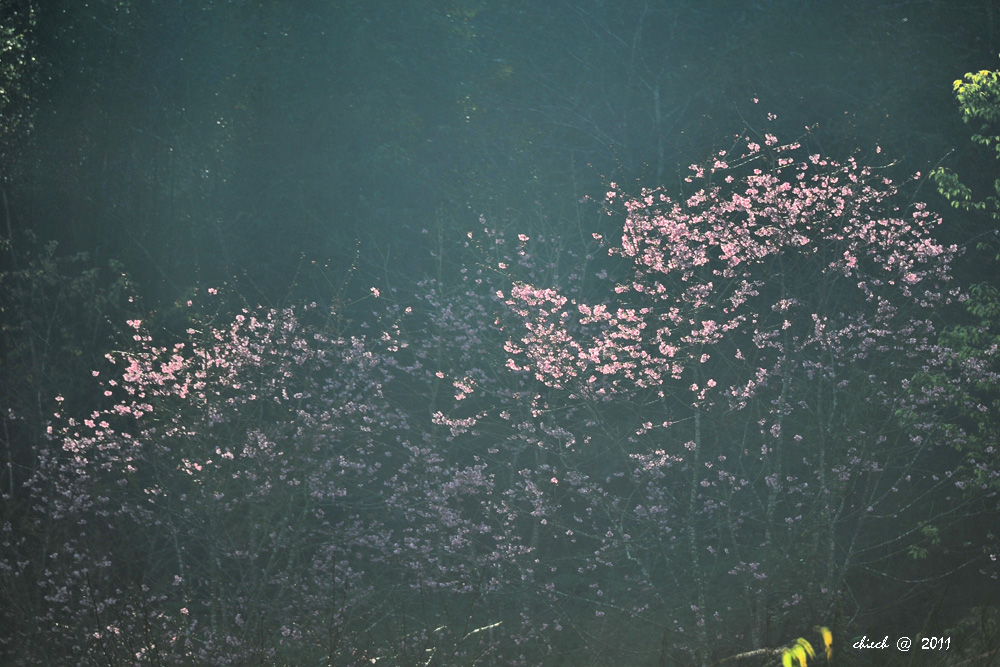 http://i.dcview.tw/gallery/201102/d48614114ad3bcdd4a5978c1c3b06973.jpg