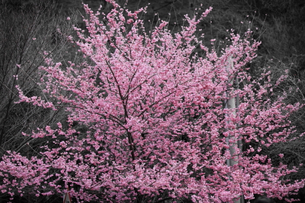 http://i.dcview.tw/gallery/201102/d61978c7573df67f370fc9e46234942b.jpg