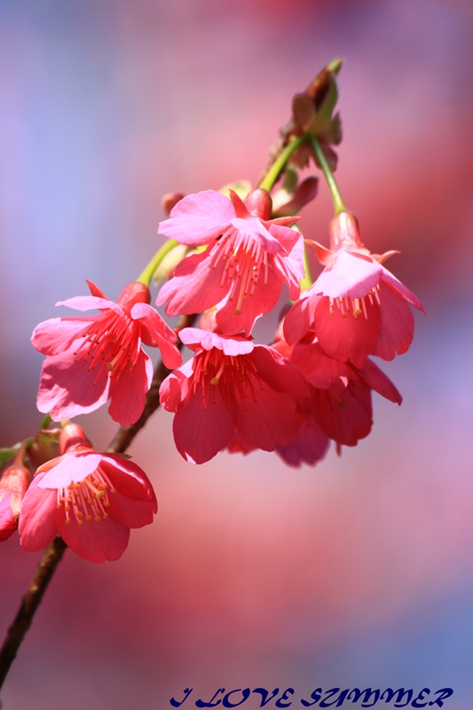 http://i.dcview.tw/gallery/201102/d722507914a00ecba855c976923e623e.jpg