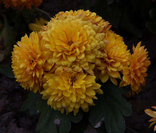 http://i.dcview.tw/gallery/201102/d96934777a15d7088830c77bcba29e54.jpg