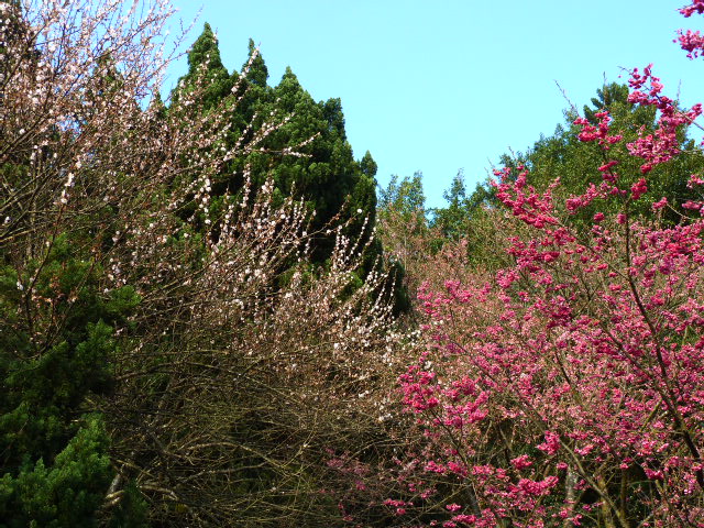 http://i.dcview.tw/gallery/201102/daf0634c19a274a09dcd9f8d5705ee89.jpg