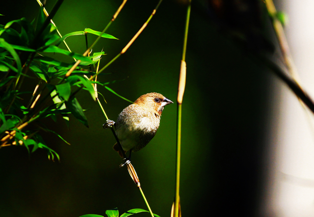 http://i.dcview.tw/gallery/201102/dbff84729133c37b92cad463f1ea87b1.jpg