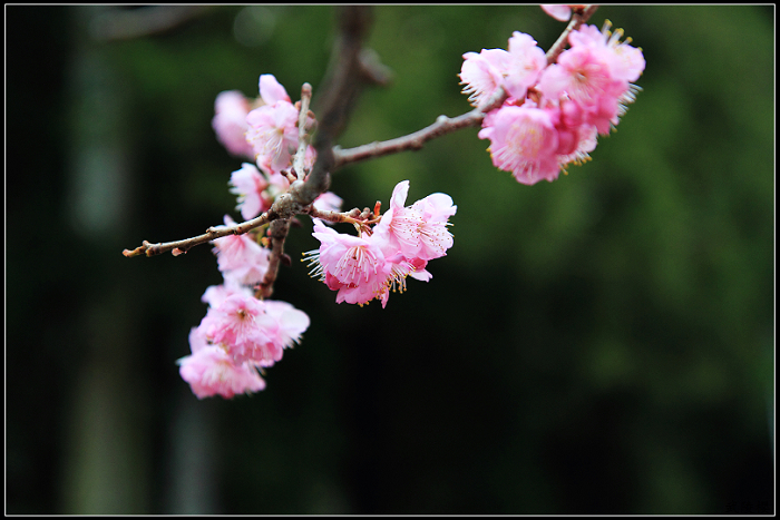 http://i.dcview.tw/gallery/201102/e1c7d141fa1f80fe11399eba3b6c1805.jpg
