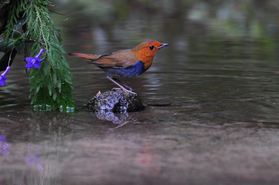 http://i.dcview.tw/gallery/201102/e74664ae2bbb2fa5f7ddefcc9be854e8.jpg