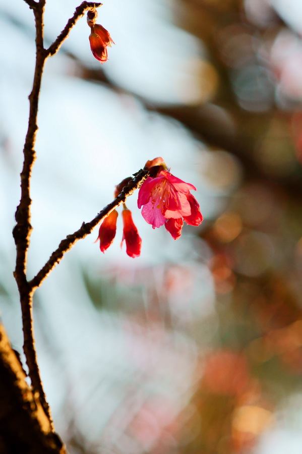 http://i.dcview.tw/gallery/201102/ef780caad39eaf15d36caa603e66a0a7.jpg