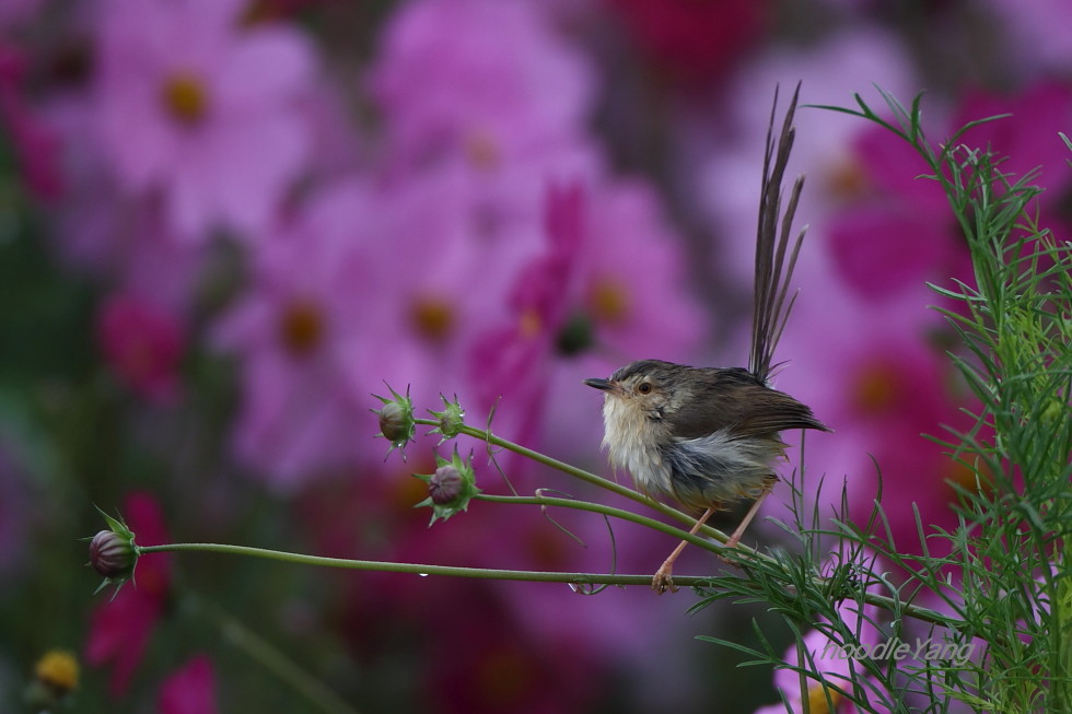 http://i.dcview.tw/gallery/201102/f1c9729f8f5957a1f9cf243434205a19.jpg