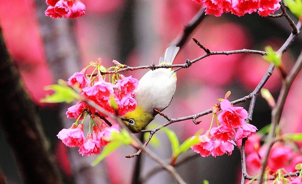 http://i.dcview.tw/gallery/201102/fa1a6cf865d5bf44a0b6c63382c87d87.jpg